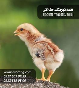 جوجه گوشتی ایندین سبزدشت